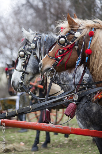 Fototapeta Naklejka Na Ścianę i Meble -  Beauty horses
