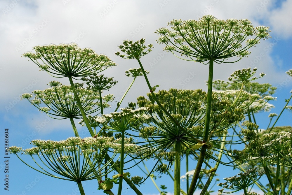 Parsnip Sosnowski (Heracleum sosnowskyi) in the Vilnius city.