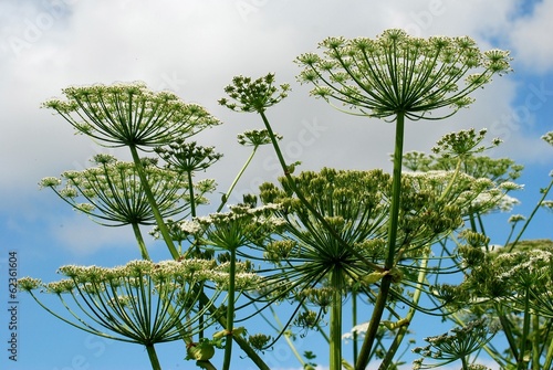 Obraz na płótnie Parsnip Sosnowski (Heracleum sosnowskyi) in the Vilnius city. w salonie