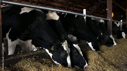 Dairy cows in the stable farm