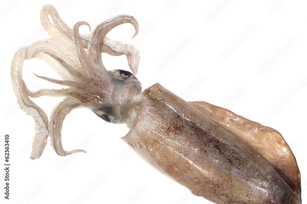 Freshly squid isolated on white background Freshly squid isolated on white background