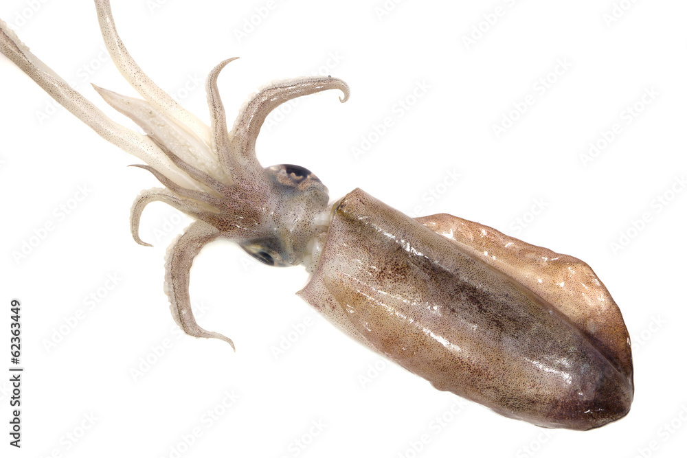 Freshly squid isolated on white background Freshly squid isolated on white background