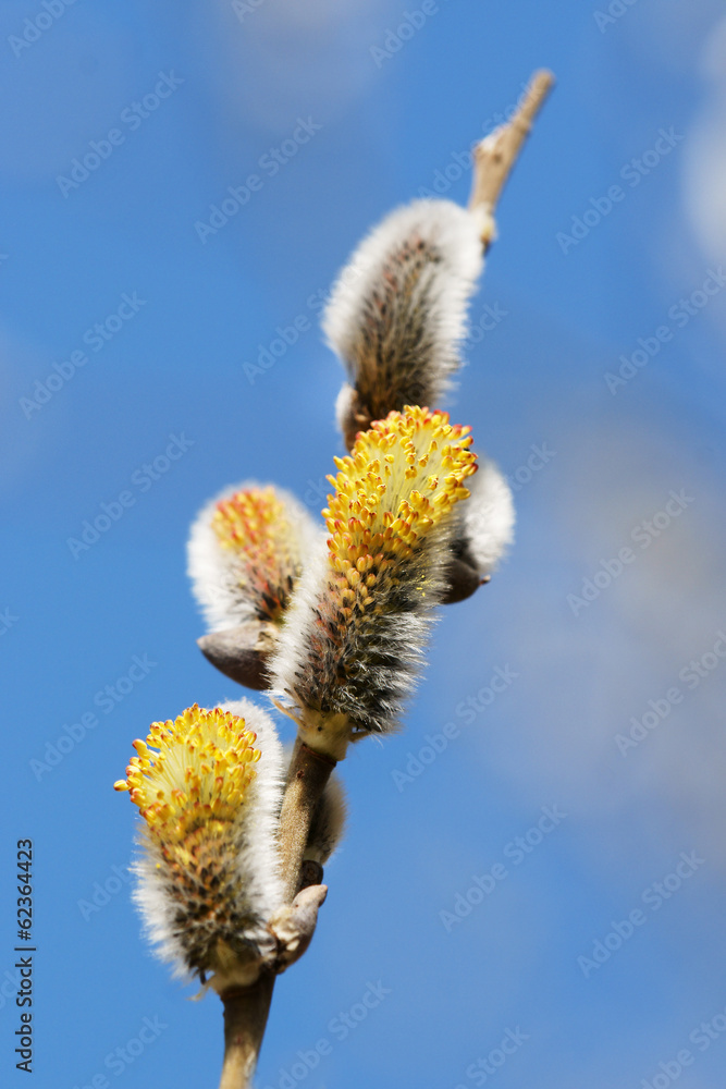 Fototapeta premium blühende Salweide, Goat willow