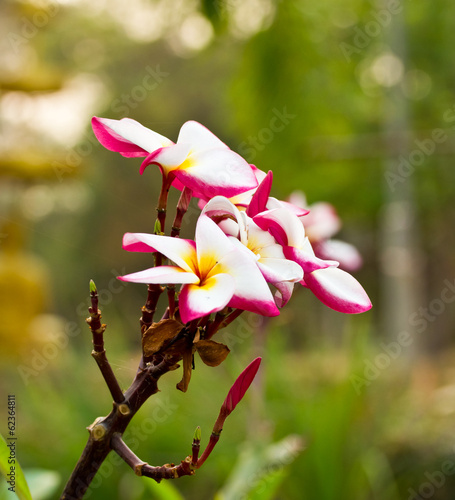 pink plumeria , Thailand