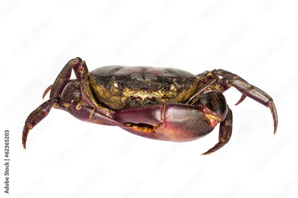 Obraz red crab with white background