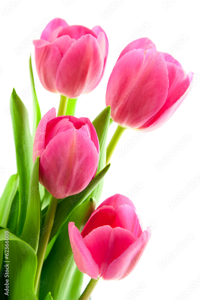 bouquet of pink tulips isolated