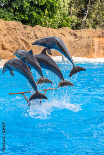 Four dolphins jumping over a stick in a park show