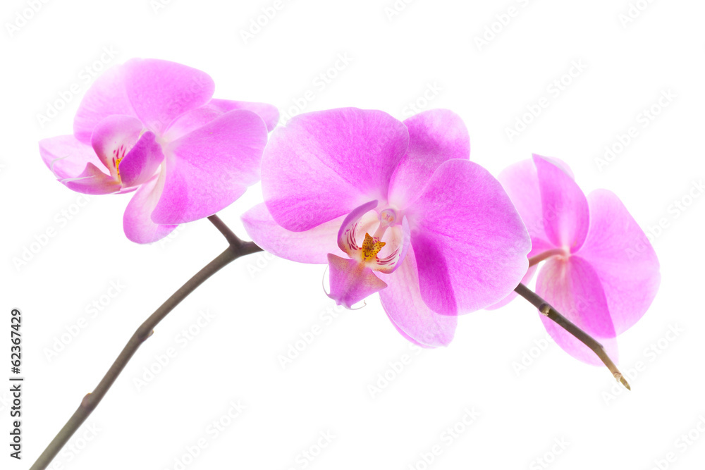 Group of pink orchid flowers isolated on white background Group of pink orchid flowers isolated on white background