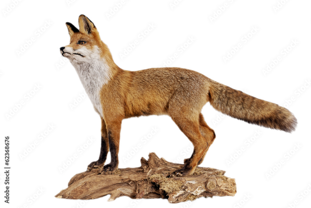 Rotfuchs (vulpes vulpes)