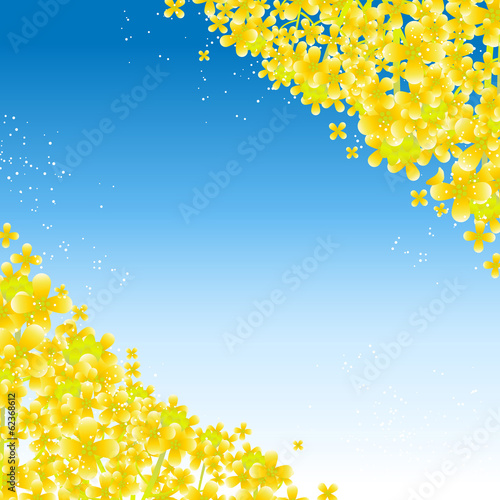 菜の花 と青空