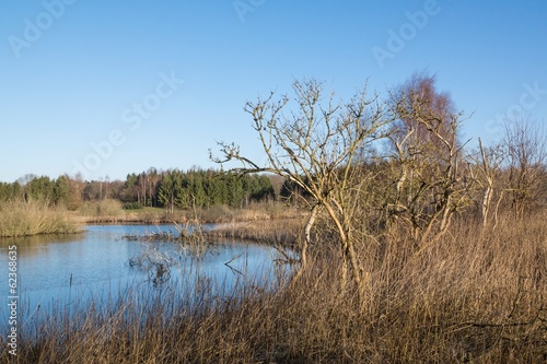 Lake or moor with dead trees in early spring