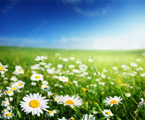 Fototapeta Naklejka Na Ścianę i Meble -  field of daisy flowers