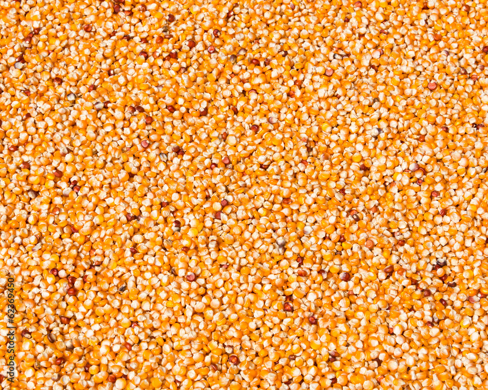 Corn drying in the sun Corn drying in the sun