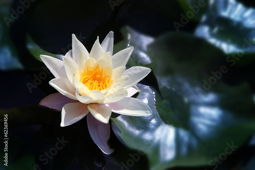 White Lotus on the River