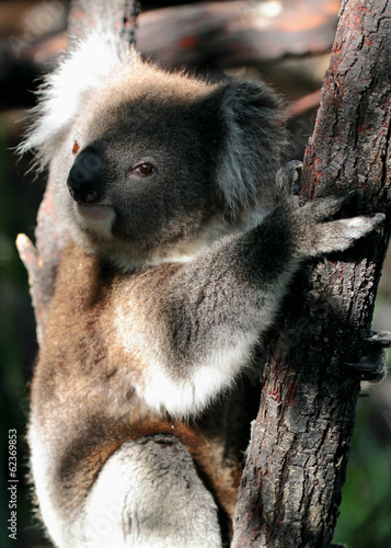 Fototapeta Naklejka Na Ścianę i Meble -  Koala australia native animal