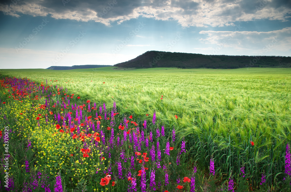 Fototapeta premium Spring flower meadow
