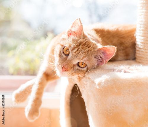 Fototapeta Naklejka Na Ścianę i Meble -  Tuvok