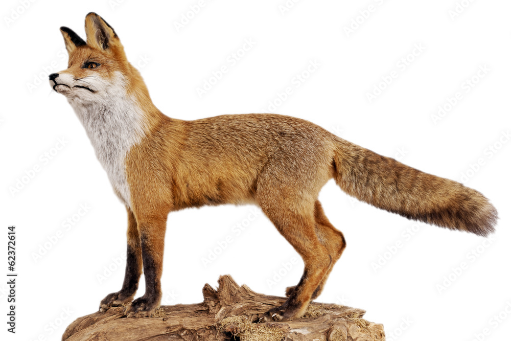 Fototapeta premium Rotfuchs (vulpes vulpes)