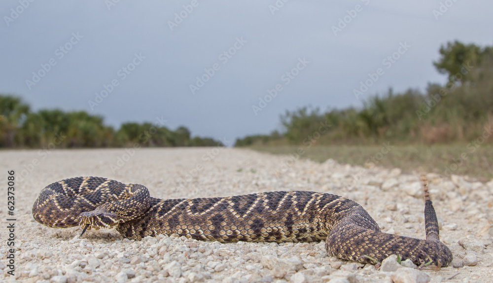 Fototapeta premium Eastern Diamondback Rattlesnake