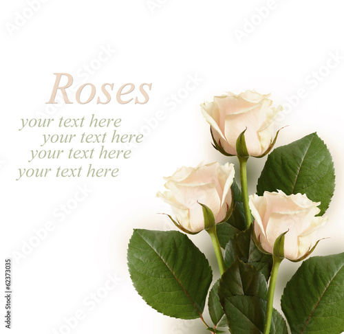 Roses on white background