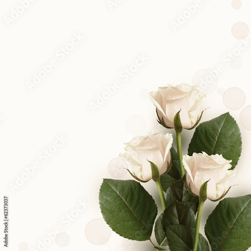Roses on pink background