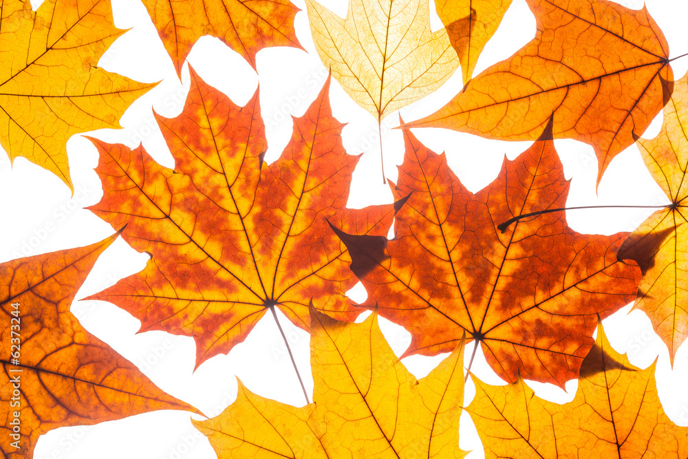 collection beautiful colorful autumn leaves collection beautiful colorful autumn leaves