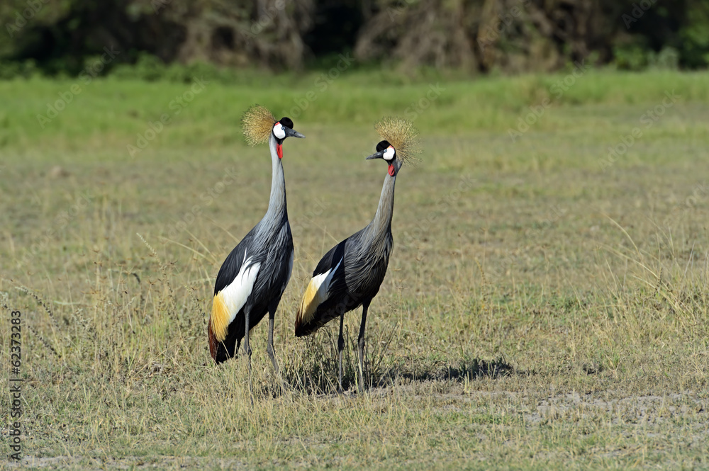 Crowned Crane