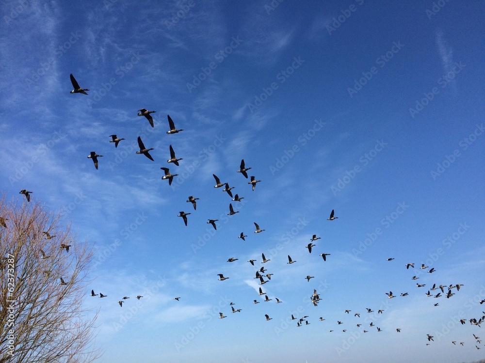 Obraz premium Ringelgänse