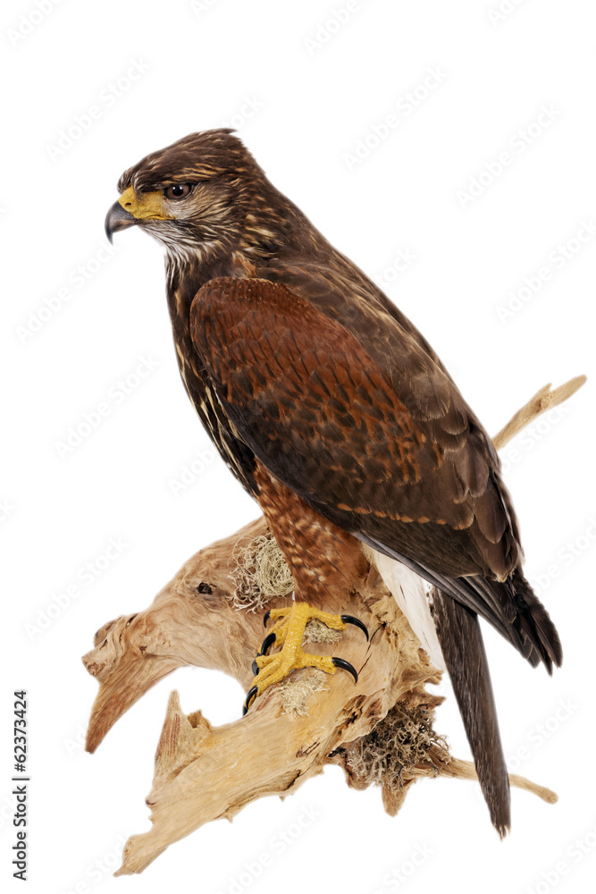 Wüstenbussard Wüstenbussard