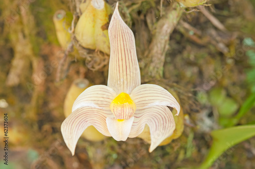 Forest orchid flowers in Phuluang Wildlife Sanctuary at Loei, Th photo