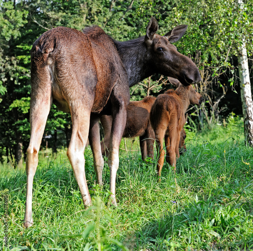 Elk in their natural habitat