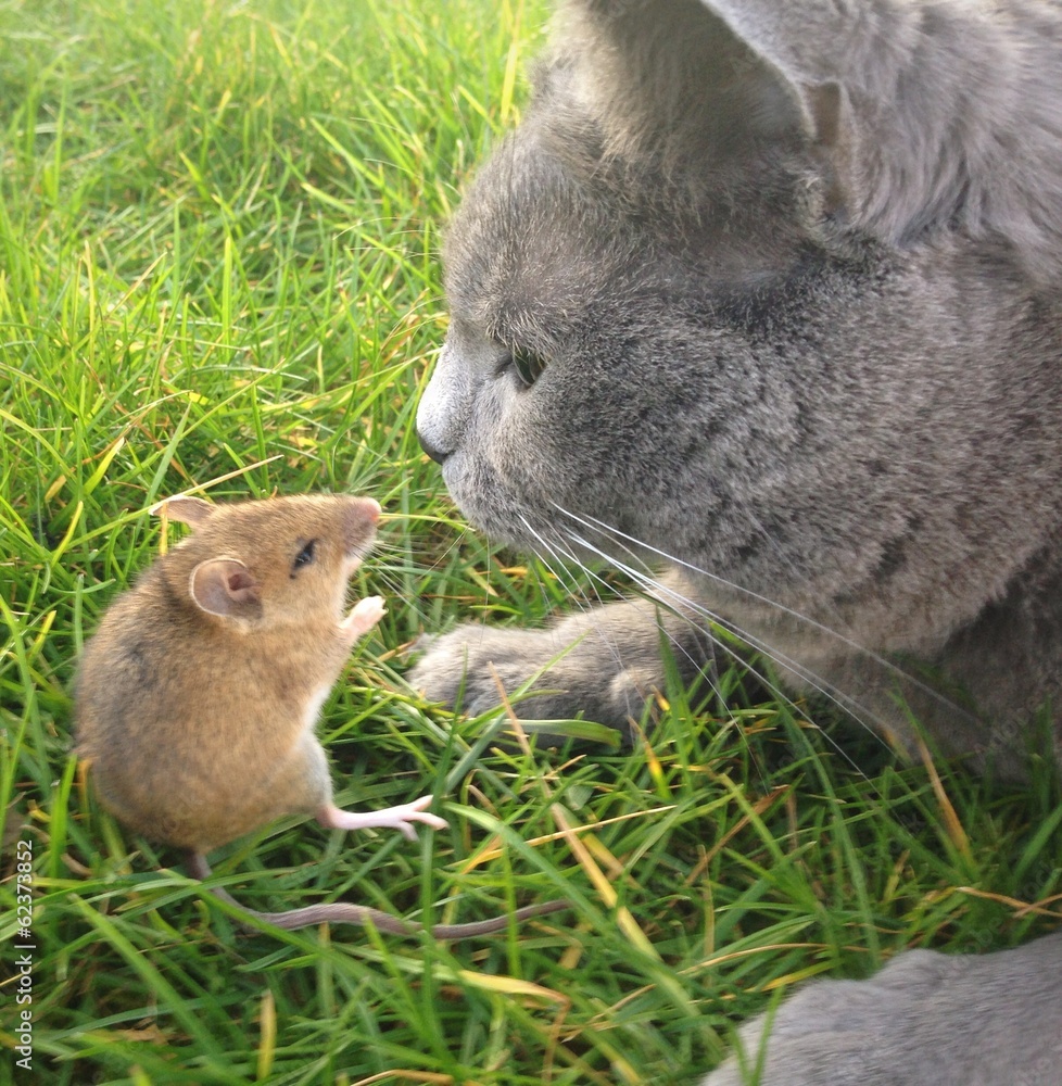 souris et chat souris et chat