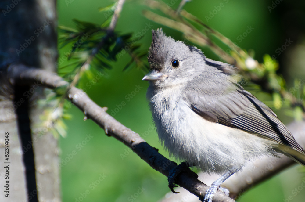 Fototapeta premium Young Tufted Titmouse Perched on a Branch
