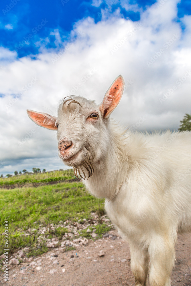 Obraz premium Portrait of a goat eating a grass on a green meadow