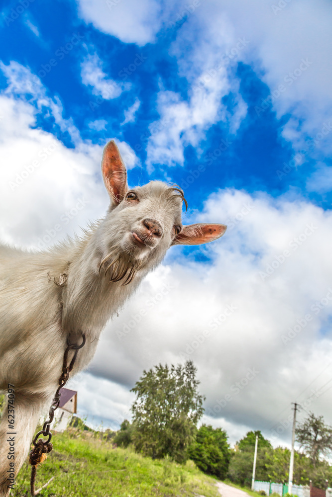 Obraz premium Portrait of a goat eating a grass on a green meadow