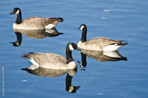 Three Canada Geese Swimming in Autumn Lake