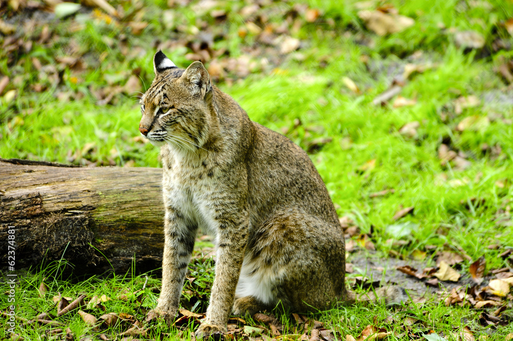 Obraz premium Portrait of a Bobcat