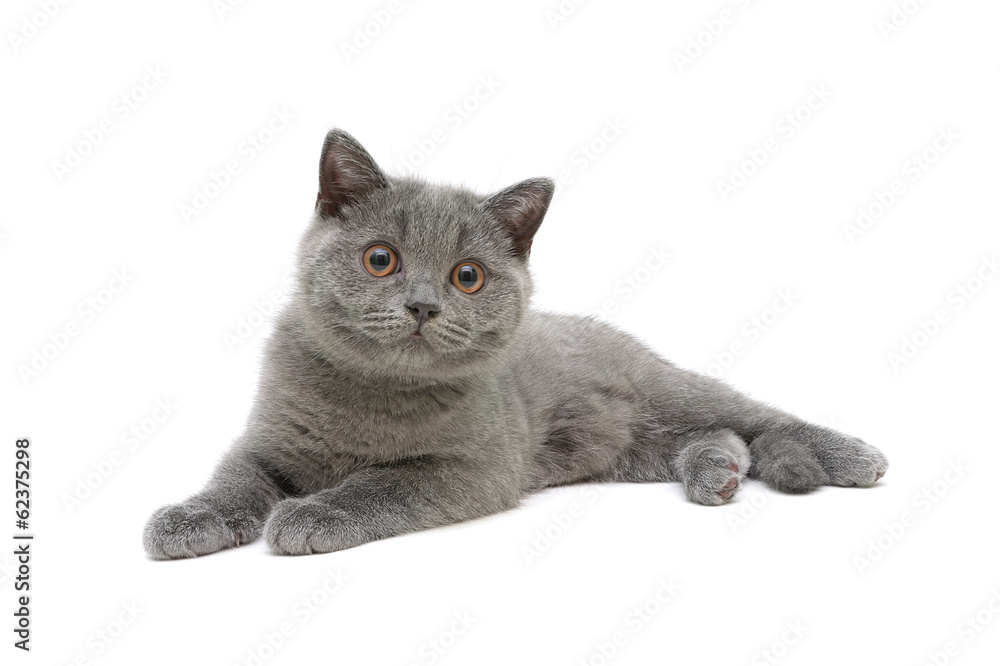 kitten (breed Scottish Stright) isolated on white background