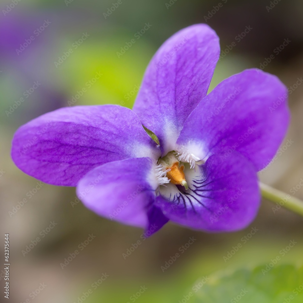 Veilchen im Wald / Violet in the forest Veilchen im Wald / Violet in the forest