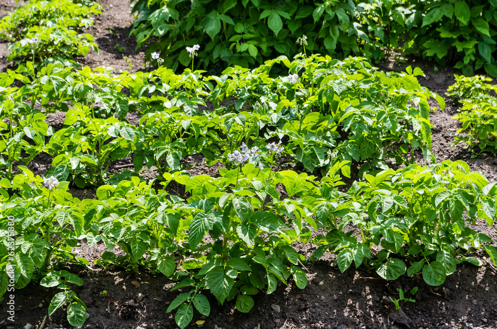Flowering potato plants in vegetable garden. Flowering potato plants in vegetable garden.
