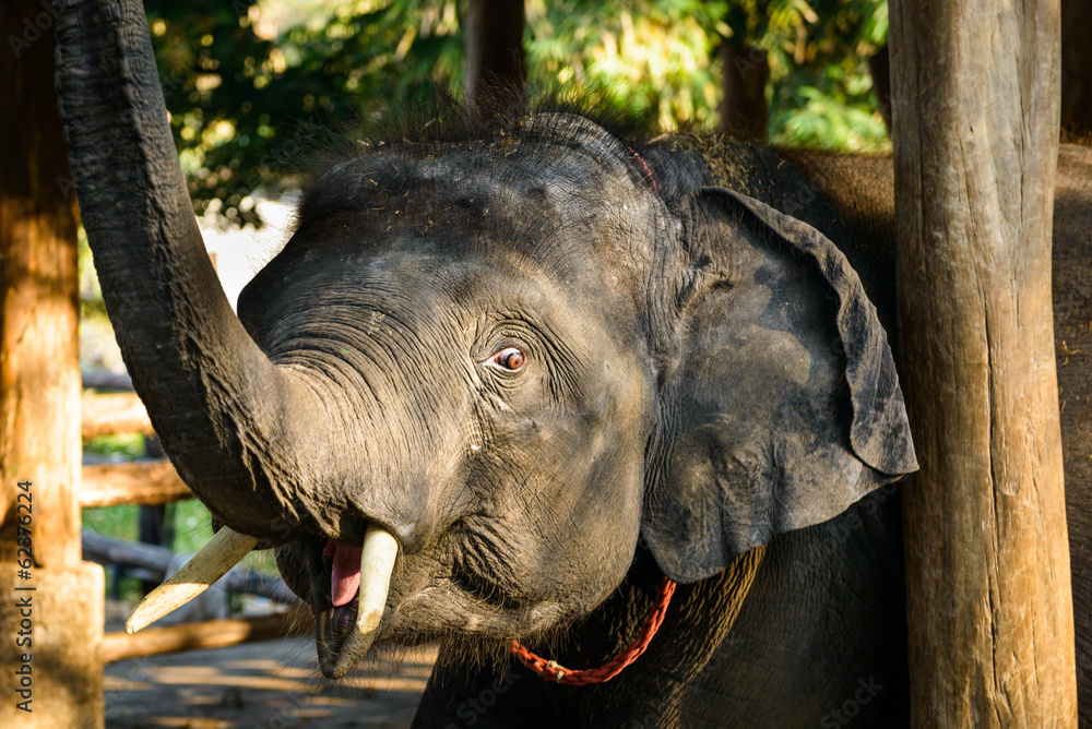 Fototapeta premium Close-up head of Asian elephant.Thailand.