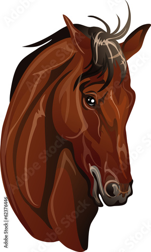 head thoroughbred horse breed