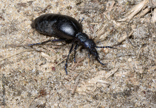 oil beetle (meloe)