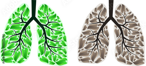 Lungs
