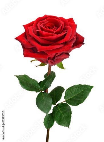 Aufgeblühte rote Rose