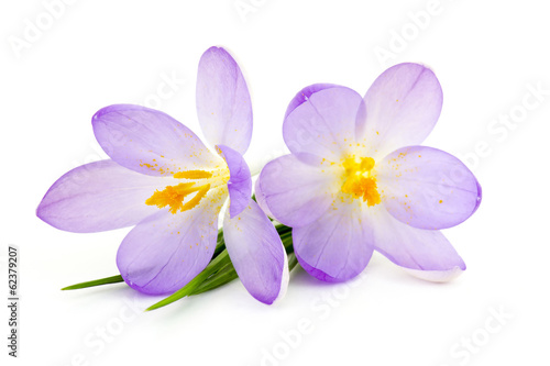 crocus - spring flowers