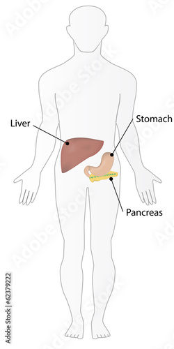 Digestive System in Situ