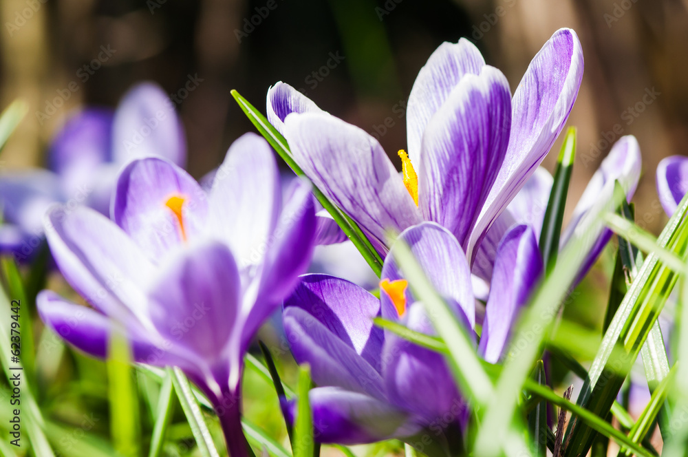 Springtime