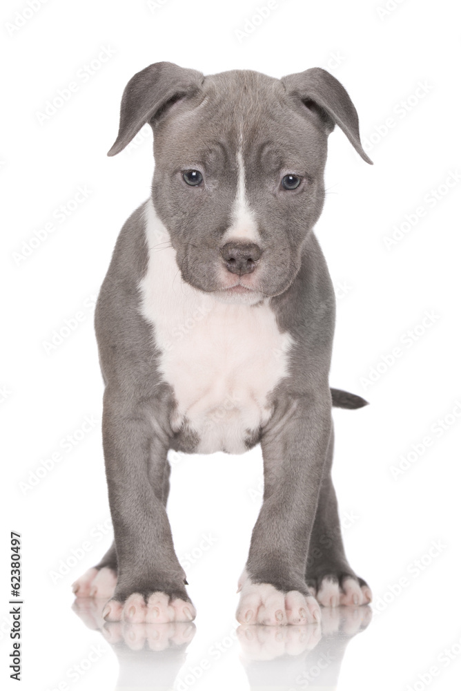 blue american staffordshire terrier puppy