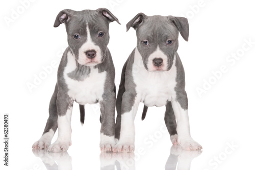 two blue staffordshire terrier puppies